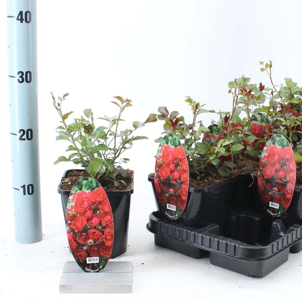 Trandafir tarator rosu The Fairy King, inflorire repetata, extrem de rezistent la umbra si un infloritor sigur si constant.