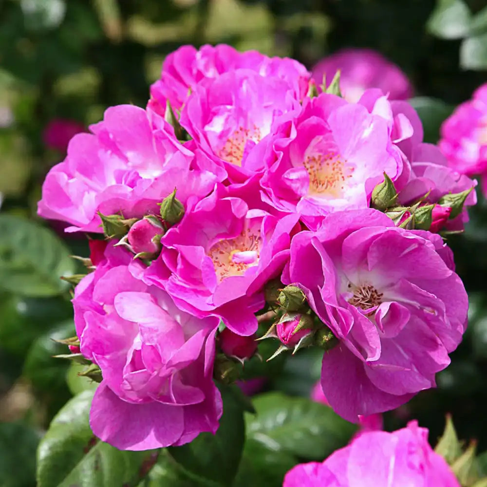 Trandafir Tufa roz-violet Global Water, cu inflorire repetata