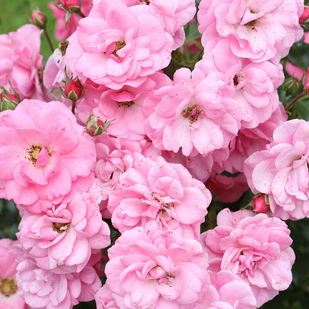 Trandafir tarator roz Mirato, flori parfumate, inflorire repetata si indelungata,