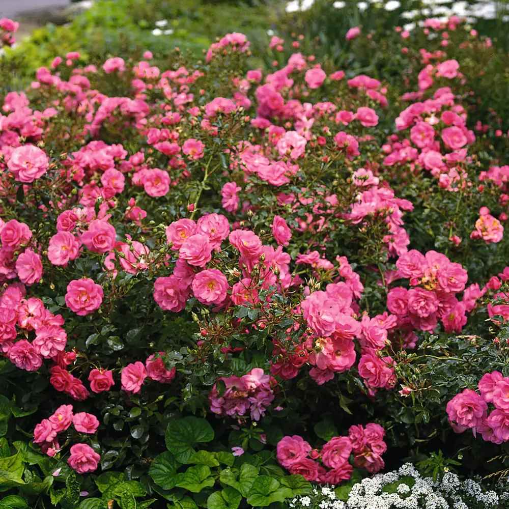 Trandafir tarator roz Mirato, flori parfumate, inflorire repetata si indelungata,