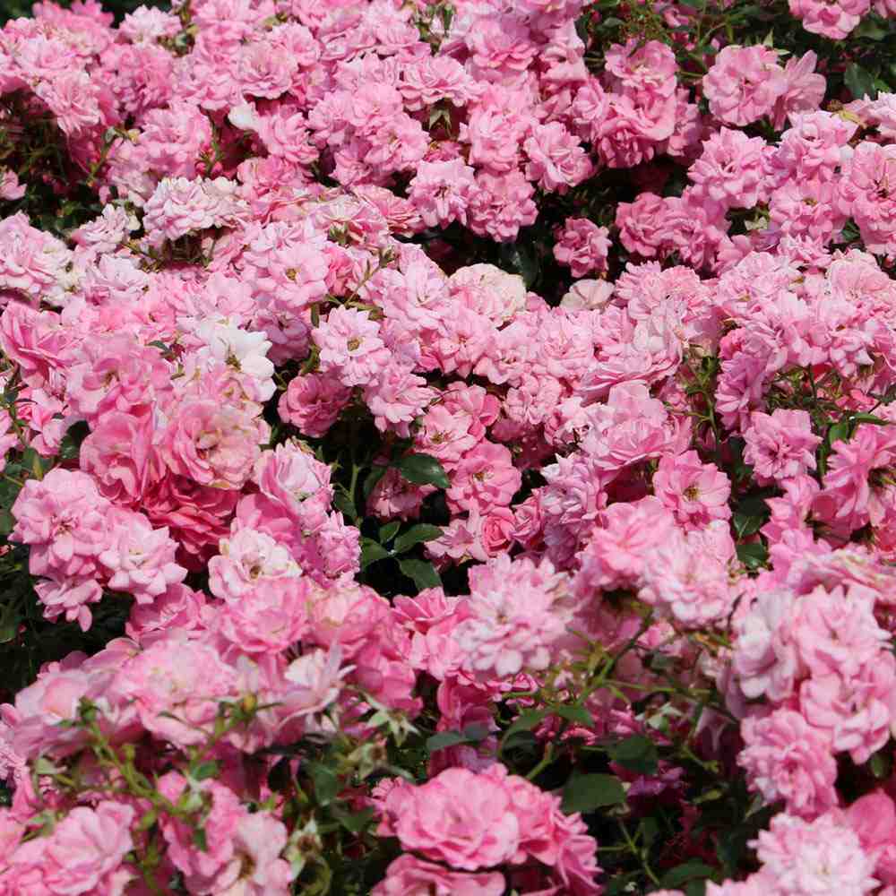 Trandafir tarator roz Mirato, flori parfumate, inflorire repetata si indelungata,