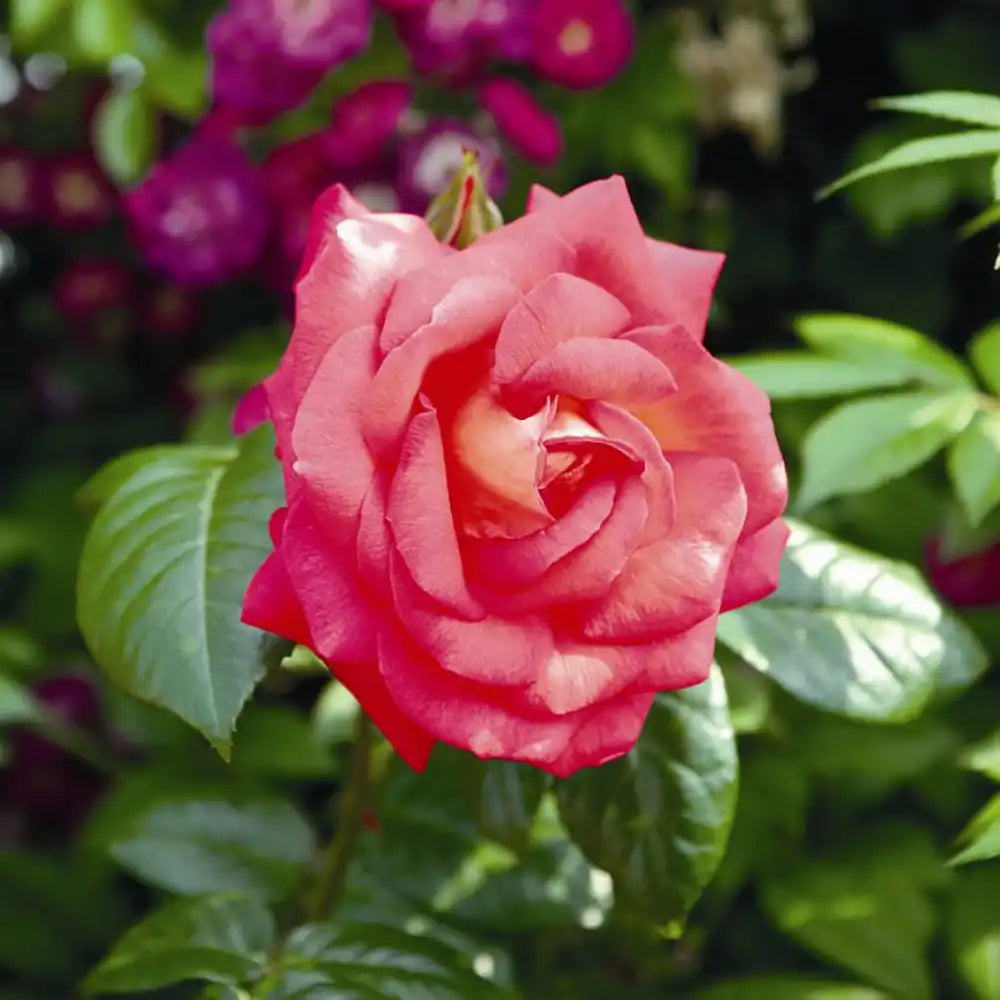 Trandafir Catarator roz-intens Shogun, cu inflorire repetata