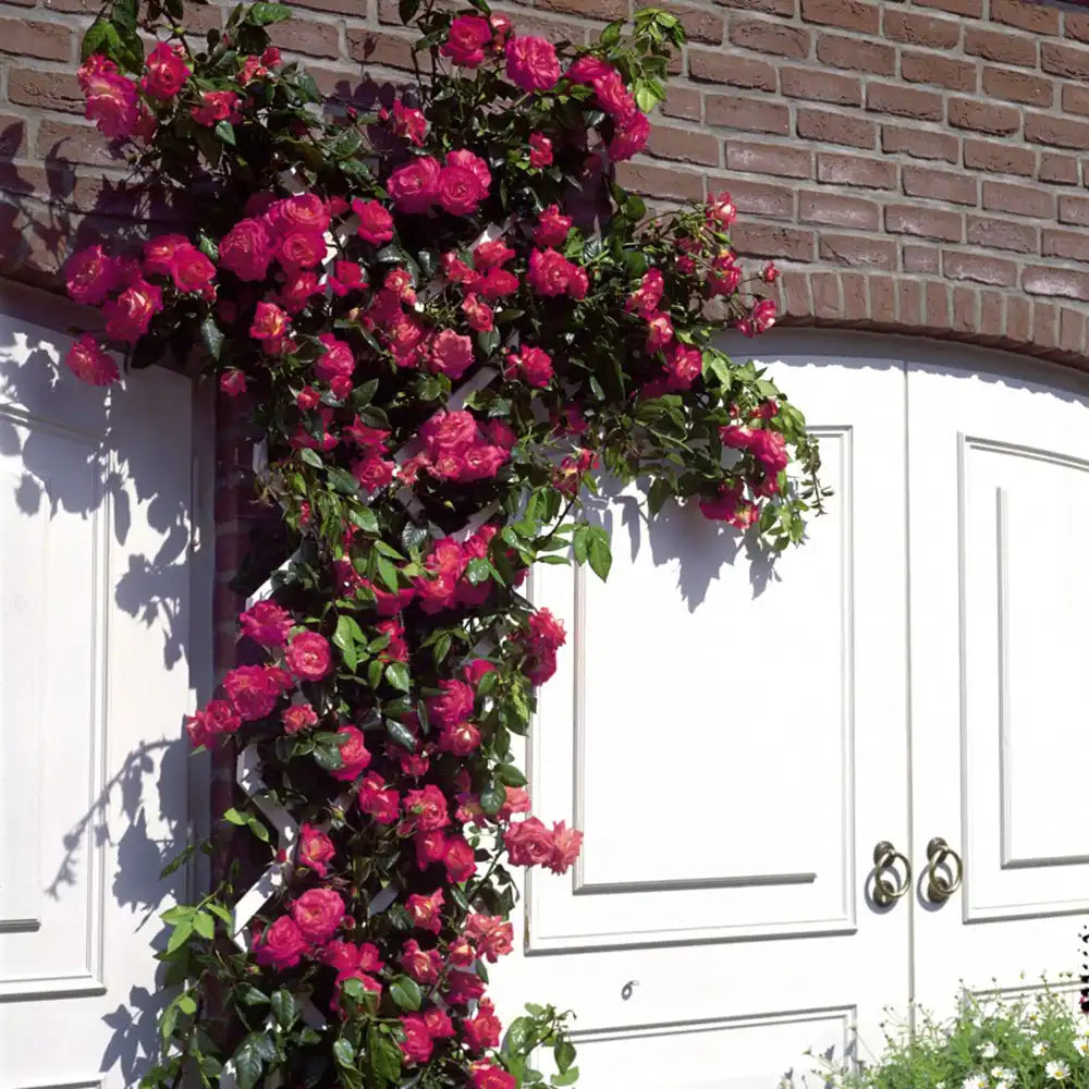 Trandafir Catarator roz-intens Shogun, cu inflorire repetata