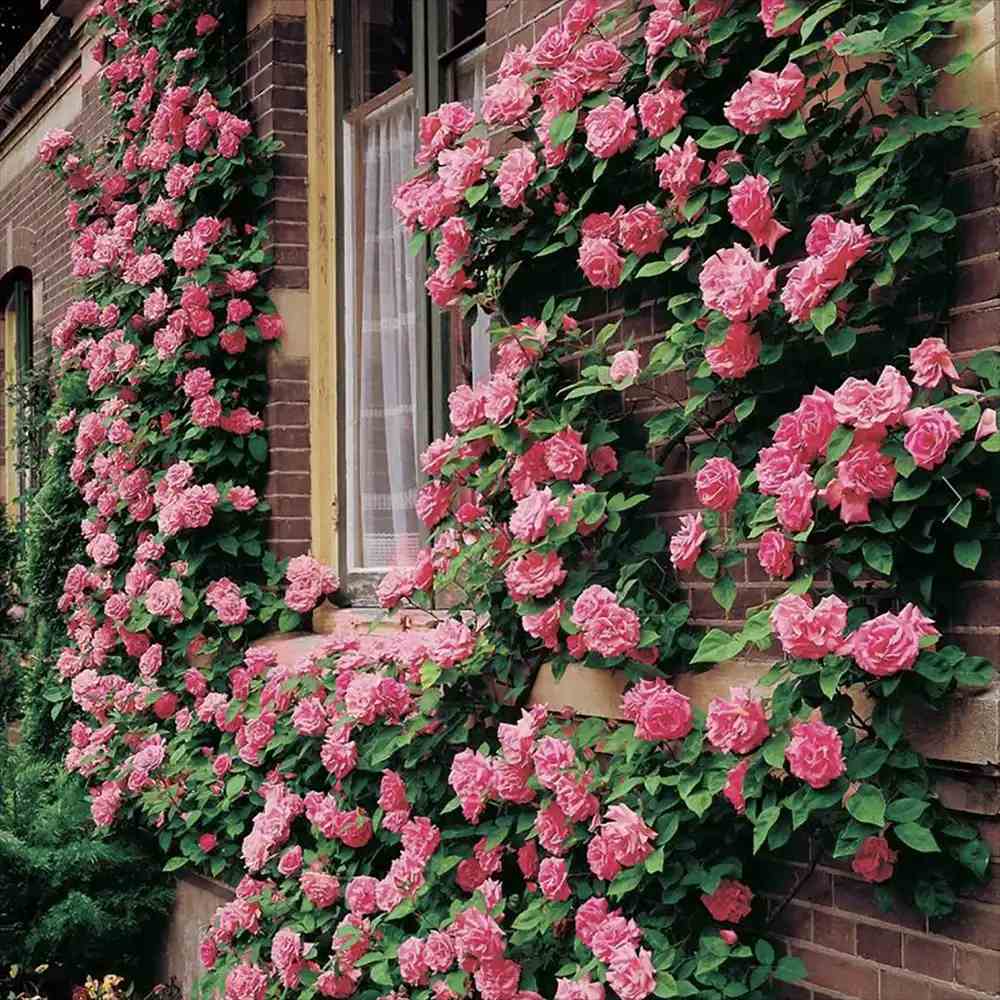 Trandafir Catarator Roz Zephirine Drouhin, parfum intens si fara spini