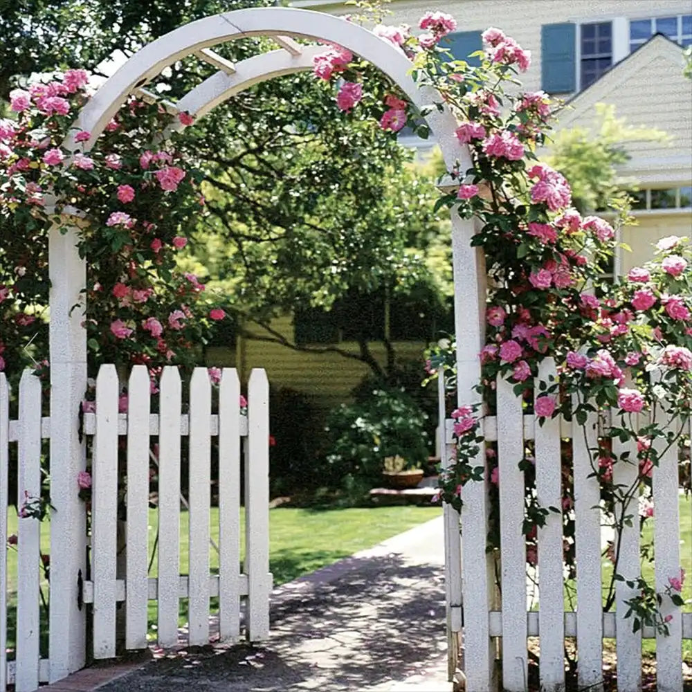 Trandafir Catarator Roz Zephirine Drouhin, parfum intens si fara spini