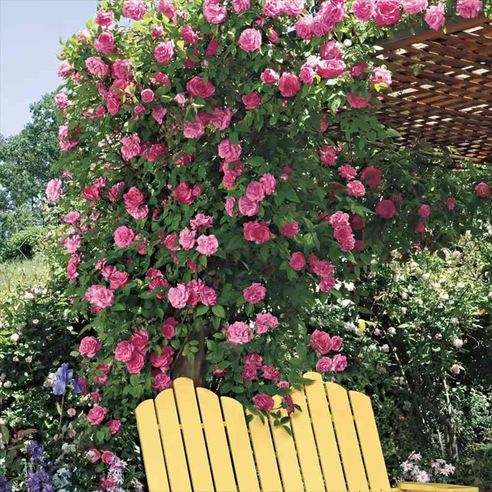 Trandafir Catarator Roz Zephirine Drouhin, parfum intens si fara spini