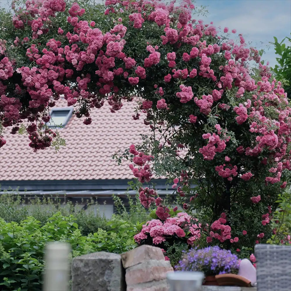 Trandafir Catarator Roz Zephirine Drouhin, parfum intens si fara spini