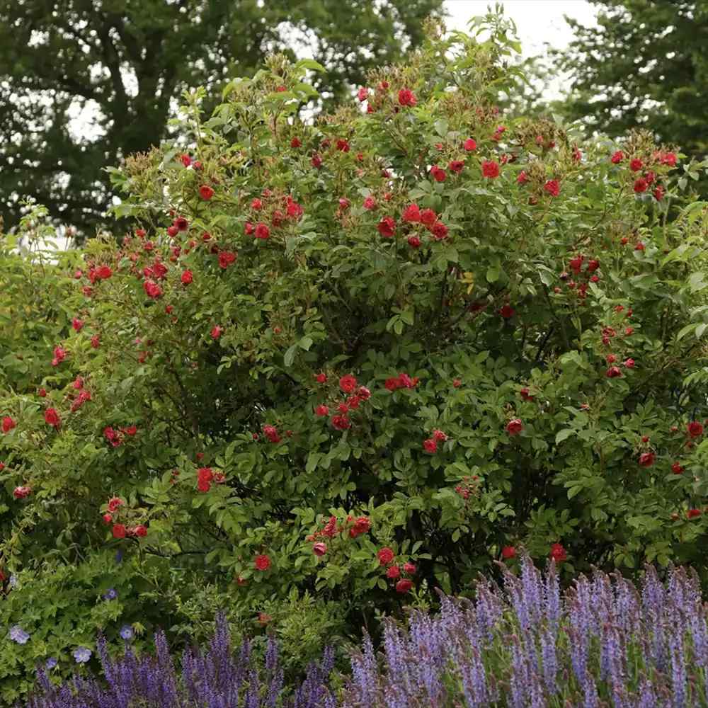 Trandafir Tufa Rosa Rugosa F.J.Grootendorst, cu flori rosii si parfum zimtat