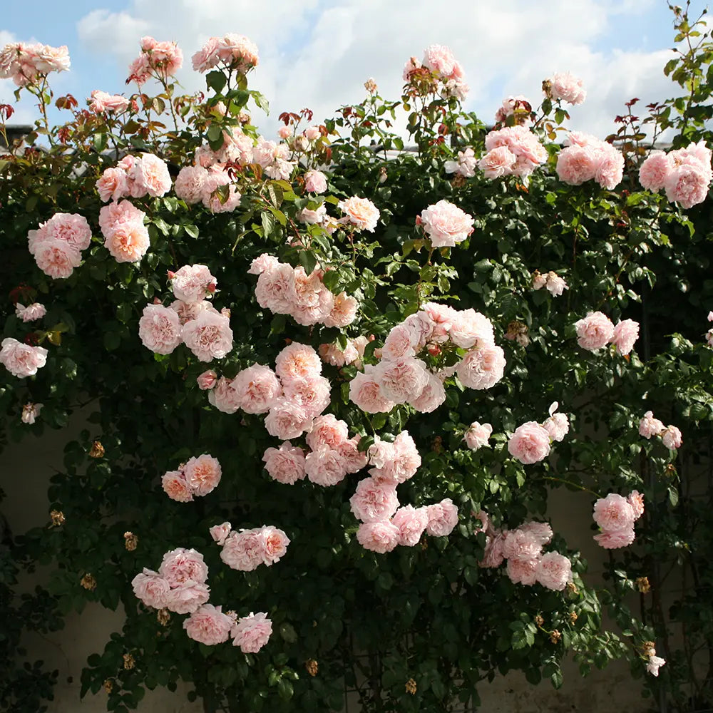 Trandafir Catarator roz-pastelat Rose de Tolbiac, cu inflorire repetata, multiplu premiat