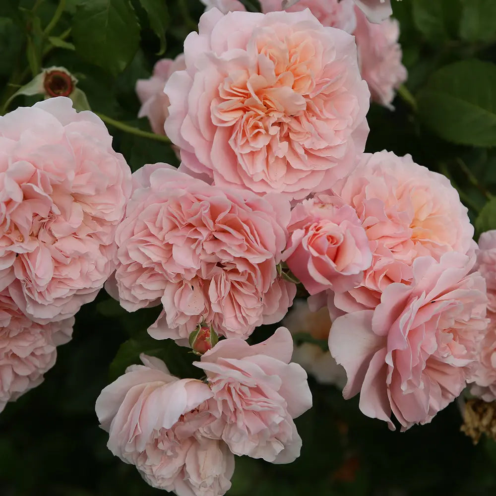 Trandafir Catarator roz-pastelat Rose de Tolbiac, cu inflorire repetata, multiplu premiat