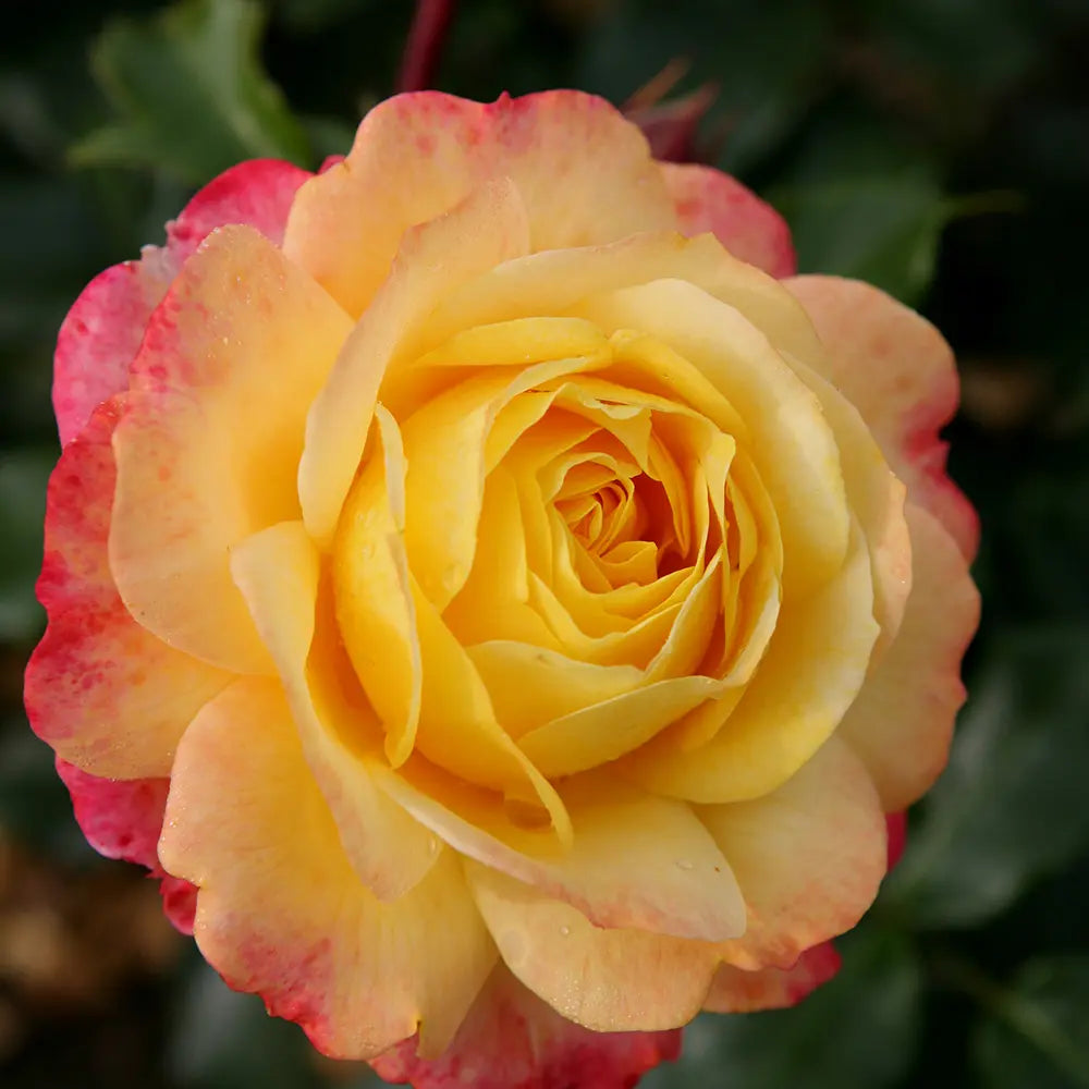 Trandafir Floribunda galben-rosiatic Rose der Hoffnung, cu parfum intens, inflorire repetata si premiat