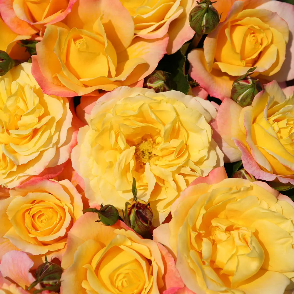 Trandafir Floribunda galben-rosiatic Rose der Hoffnung, cu parfum intens, inflorire repetata si premiat