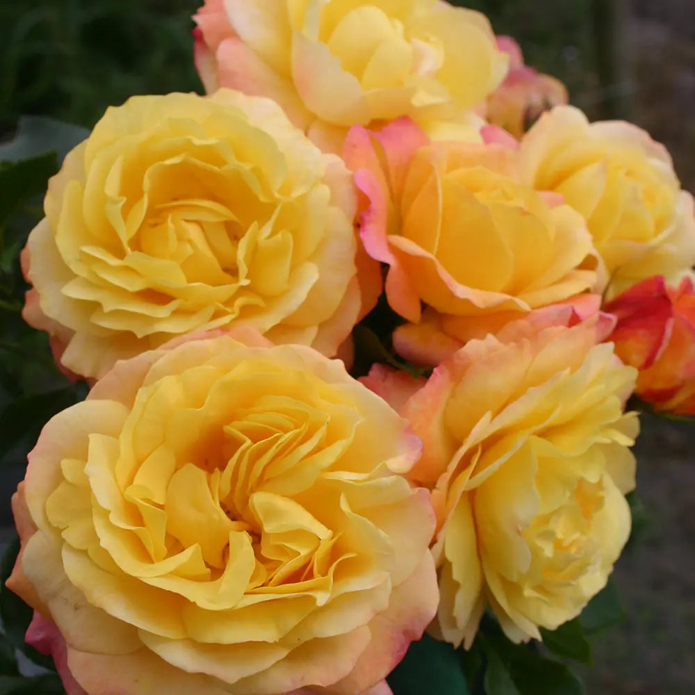 Trandafir Floribunda galben-rosiatic Rose der Hoffnung, cu parfum intens, inflorire repetata si premiat