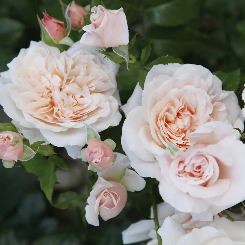 Trandafir Catarator roz-pastelat Rose de Tolbiac, cu inflorire repetata, multiplu premiat