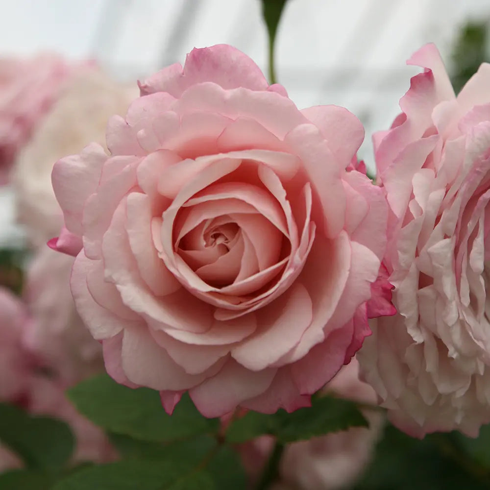 Trandafir Floribunda roz-pastelat Rosenfaszination, cu parfum intens, inflorire repetata si distinctia ADR