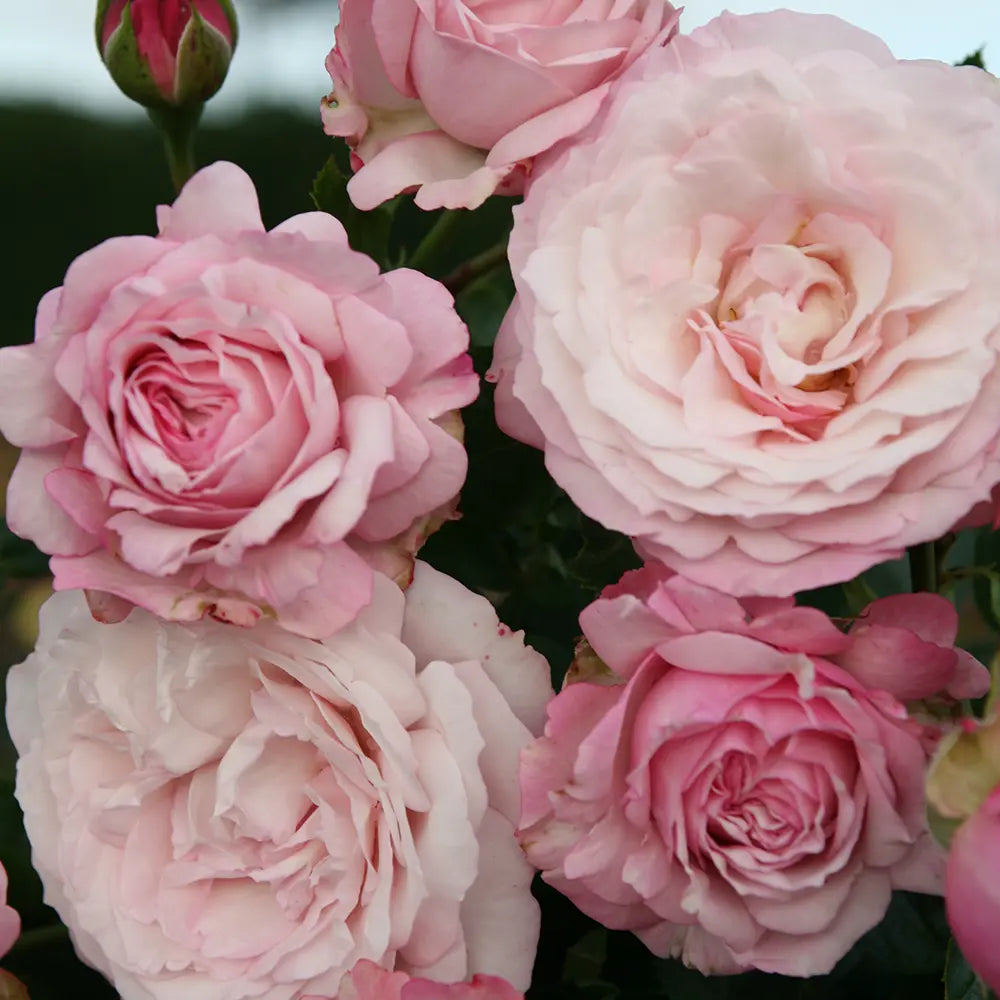 Trandafir Floribunda roz-pastelat Rosenfaszination, cu parfum intens, inflorire repetata si distinctia ADR