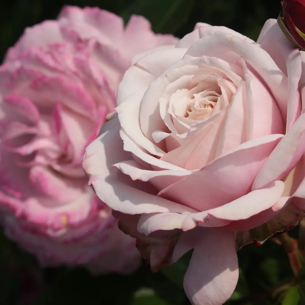 Trandafir Floribunda roz-pastelat Rosenfaszination, cu parfum intens, inflorire repetata si distinctia ADR