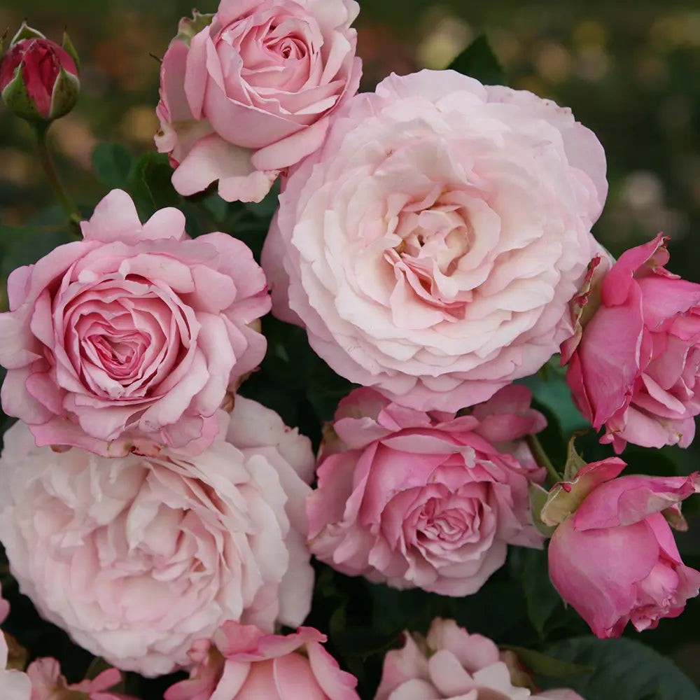 Trandafir Floribunda roz-pastelat Rosenfaszination, cu parfum intens, inflorire repetata si distinctia ADR