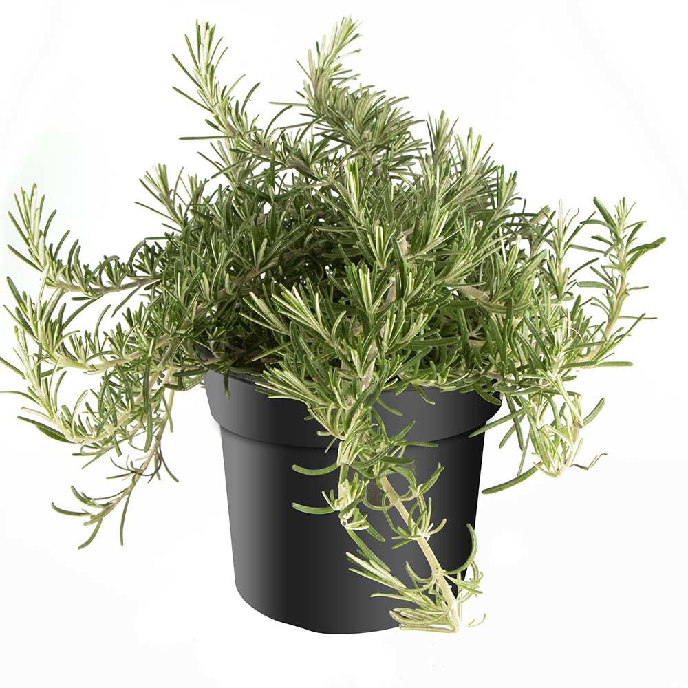 Rozmarin tarator in ghiveci, vesnic verde, foarte aromatic, pentru soare, ghiveci si gradini mediteraneene