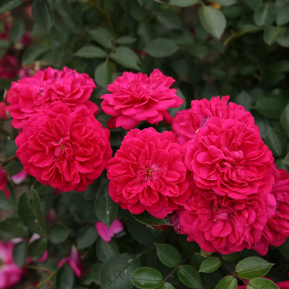 Trandafir Pitic violet-purpuriu Roxy, cu inflorire repetata