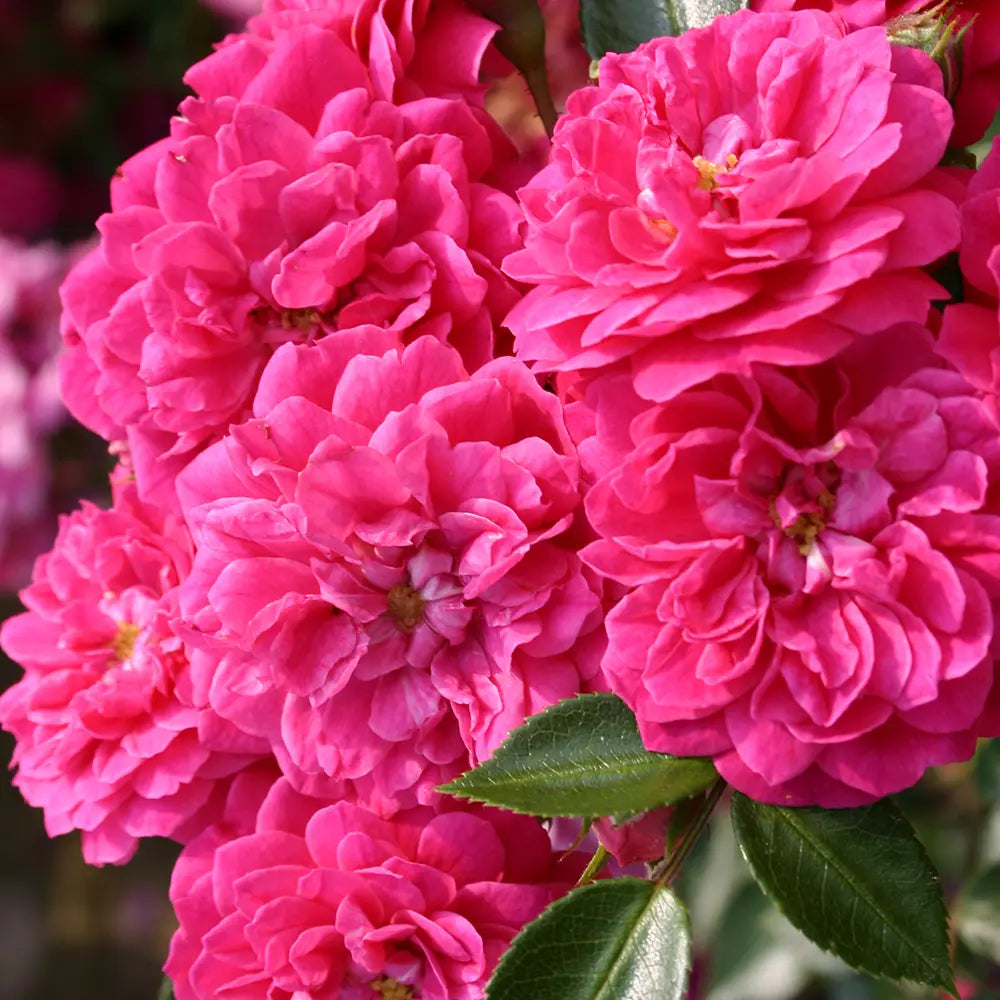 Trandafir Pitic violet-purpuriu Roxy, cu inflorire repetata