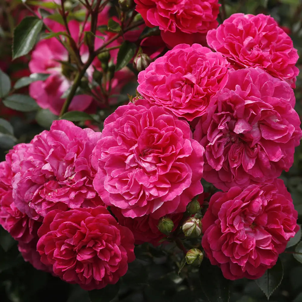 Trandafir Pitic violet-purpuriu Roxy, cu inflorire repetata