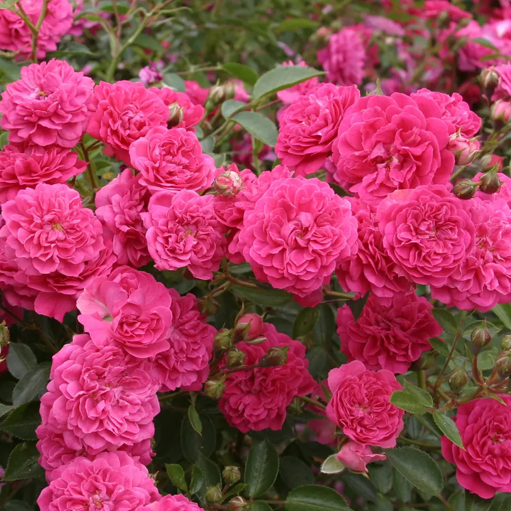 Trandafir Pitic violet-purpuriu Roxy, cu inflorire repetata