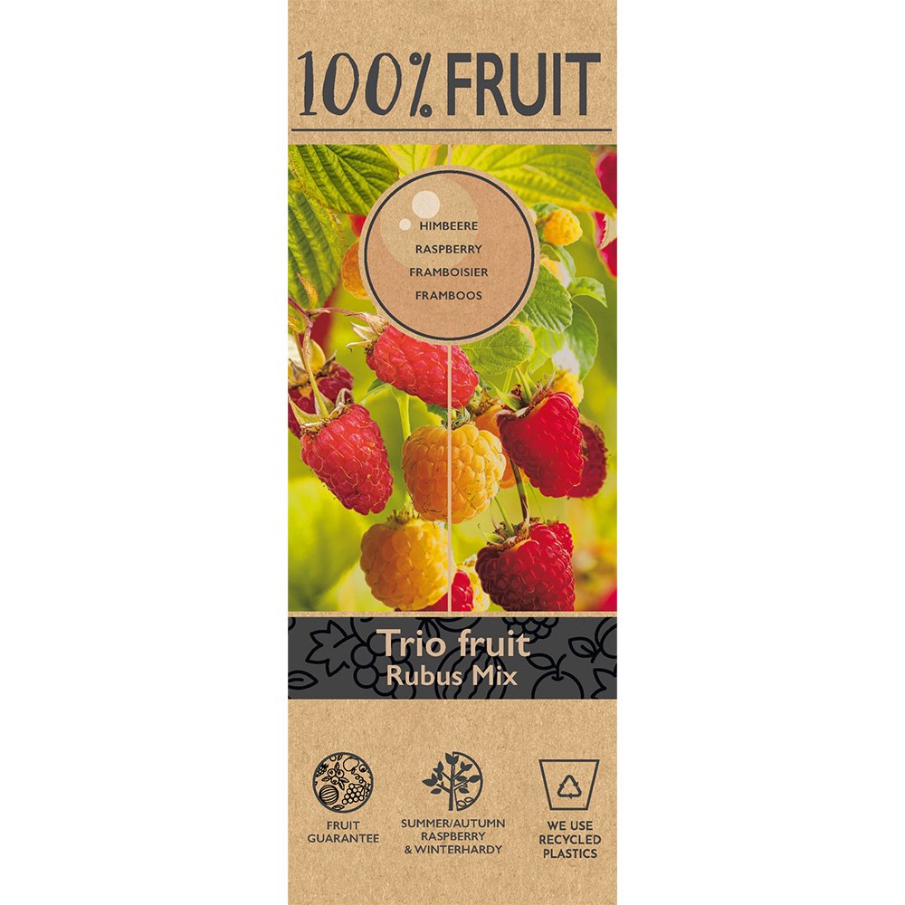 Zmeura Rosu TRIO (Rubus Idaeus), trei soiuri diferite de zmeura intr-un singur arbust, rosu, galben si negru, an 1 pe rod