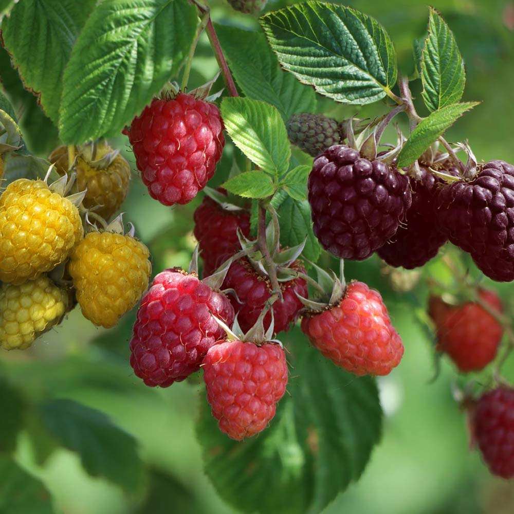 Zmeura Rosu TRIO (Rubus Idaeus), trei soiuri diferite de zmeura intr-un singur arbust, rosu, galben si negru, an 1 pe rod