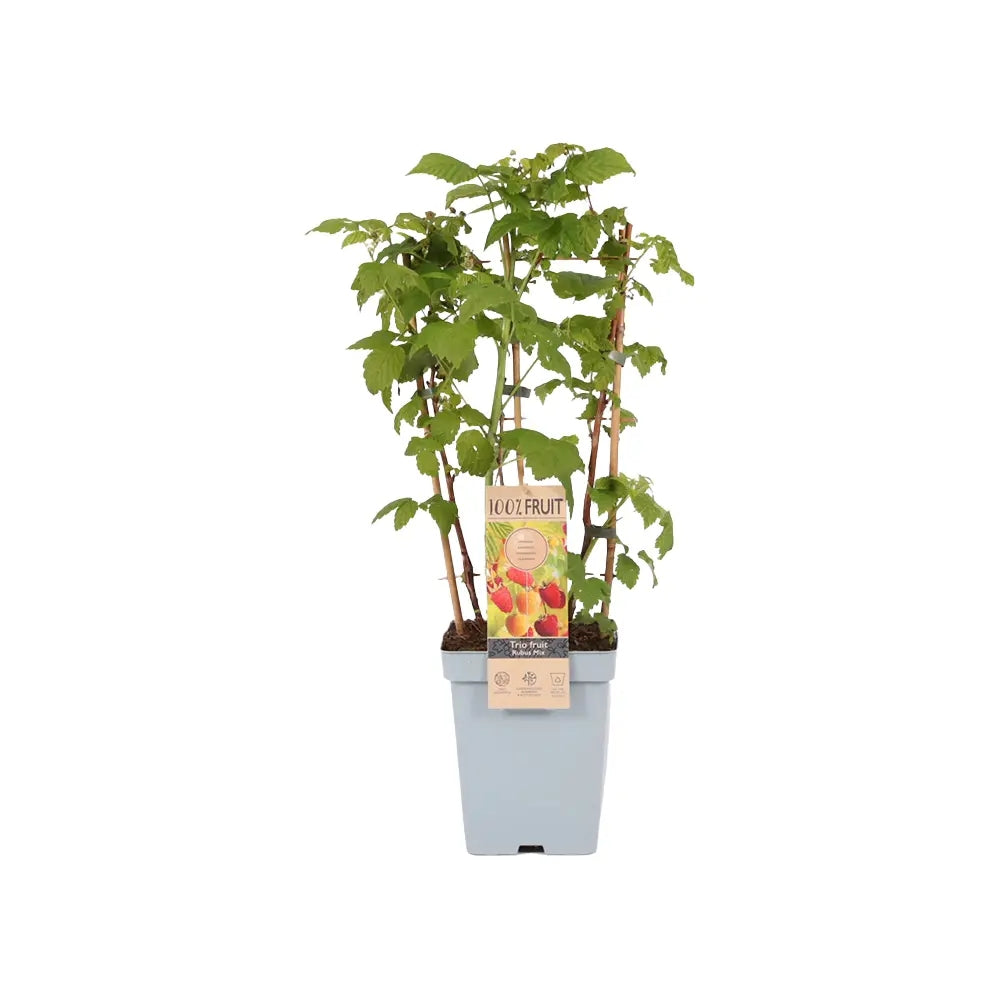 Zmeura Rosu TRIO (Rubus Idaeus), trei soiuri diferite de zmeura intr-un singur arbust, rosu, galben si negru, an 1 pe rod