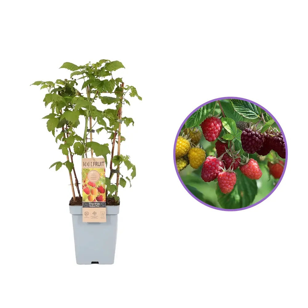 Zmeura Rosu TRIO (Rubus Idaeus), trei soiuri diferite de zmeura intr-un singur arbust, rosu, galben si negru, an 1 pe rod