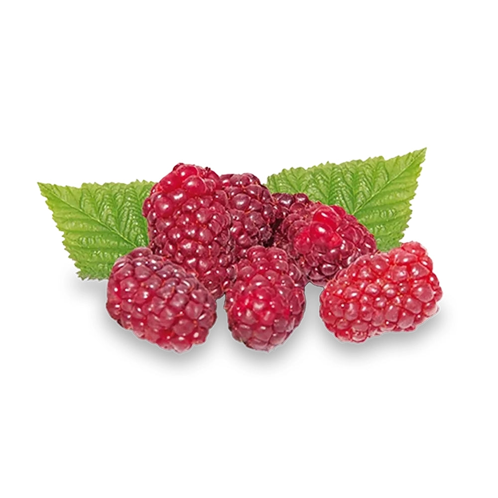 Zmeura Curgatoare Tayberry cu gust dulce intens si fructe mari, ideala pentru pergole, an 1 pe rod