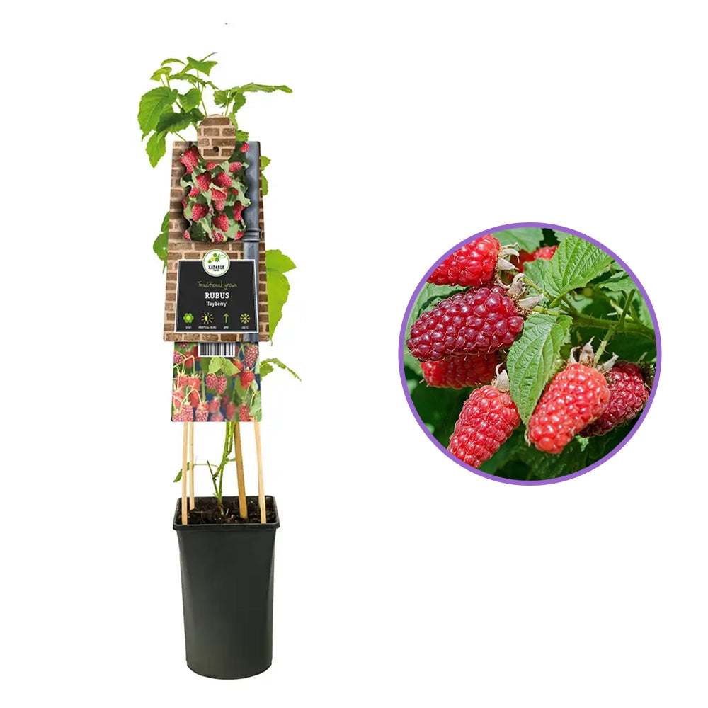 Zmeura Curgatoare Tayberry cu gust dulce intens si fructe mari, ideala pentru pergole, an 1 pe rod