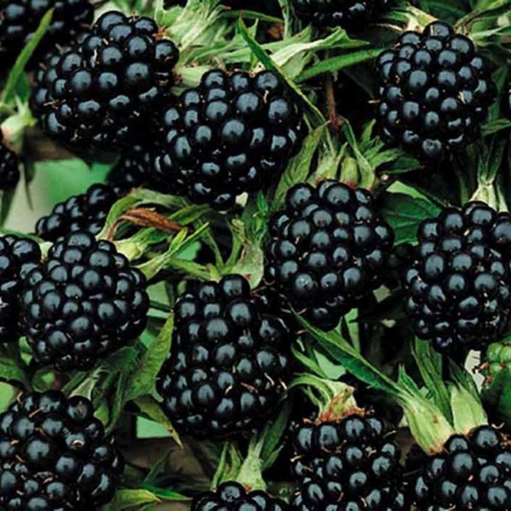 Mur fara spini Rubus fruticosus Thornfree, mur productiv, fructe mari dulci, gradina, an 1 pe rod