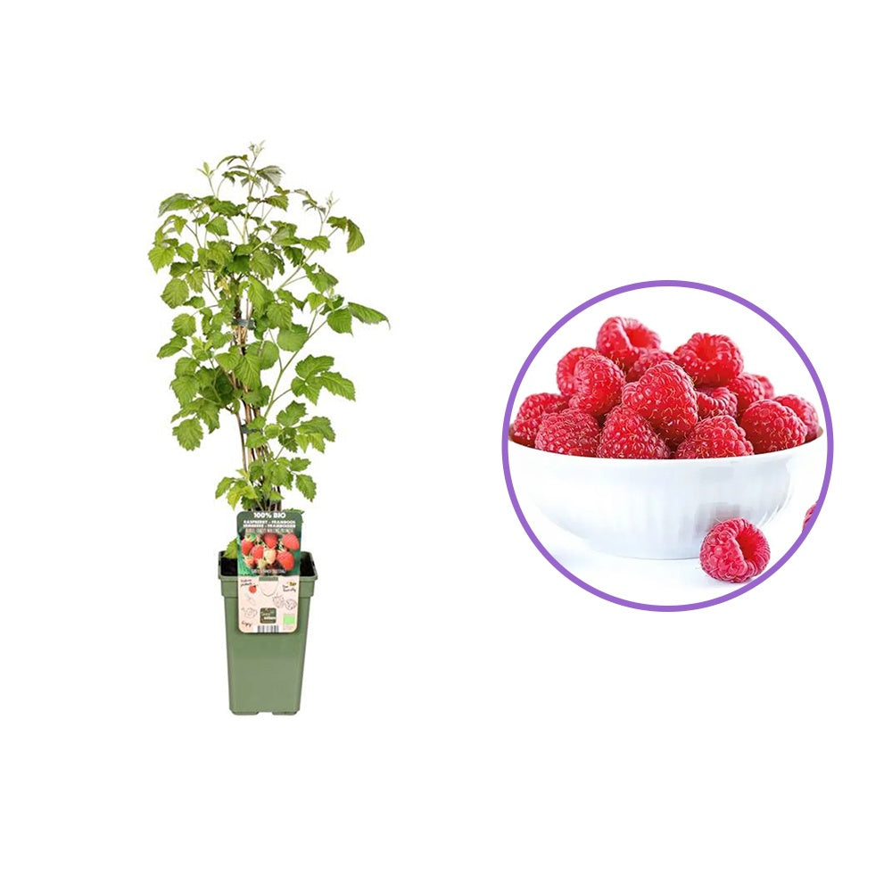 Zmeur Autumn Chef, remontant cu fructe dulci aromate rosu, recolta de toamna
