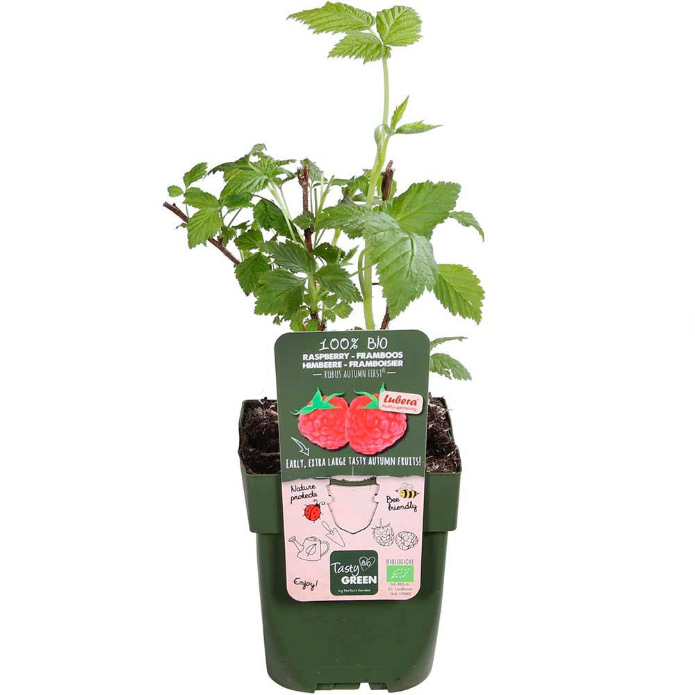 Zmeura remontanta Autumn First timpurie si productiva cu fructificare vara-toamna, an 1 pe rod