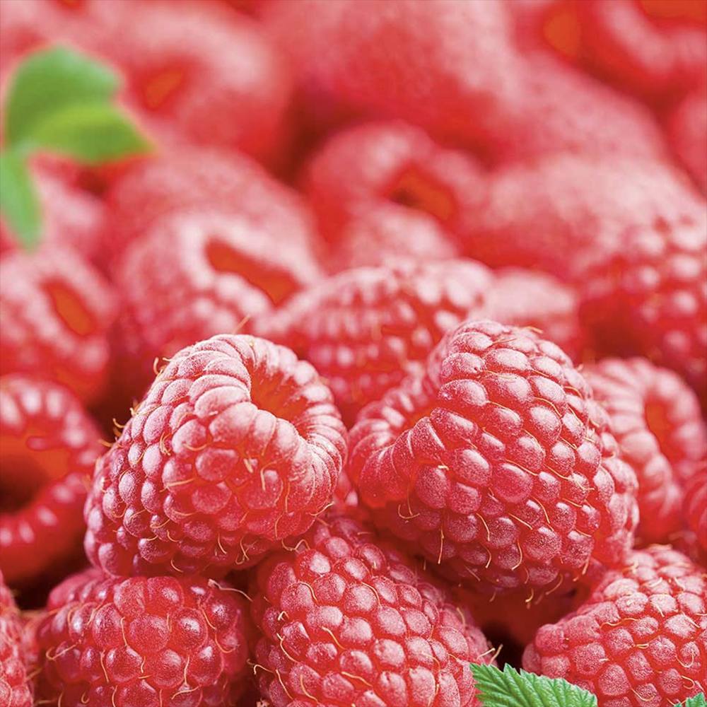 Zmeura remontanta Autumn First timpurie si productiva cu fructificare vara-toamna, an 1 pe rod