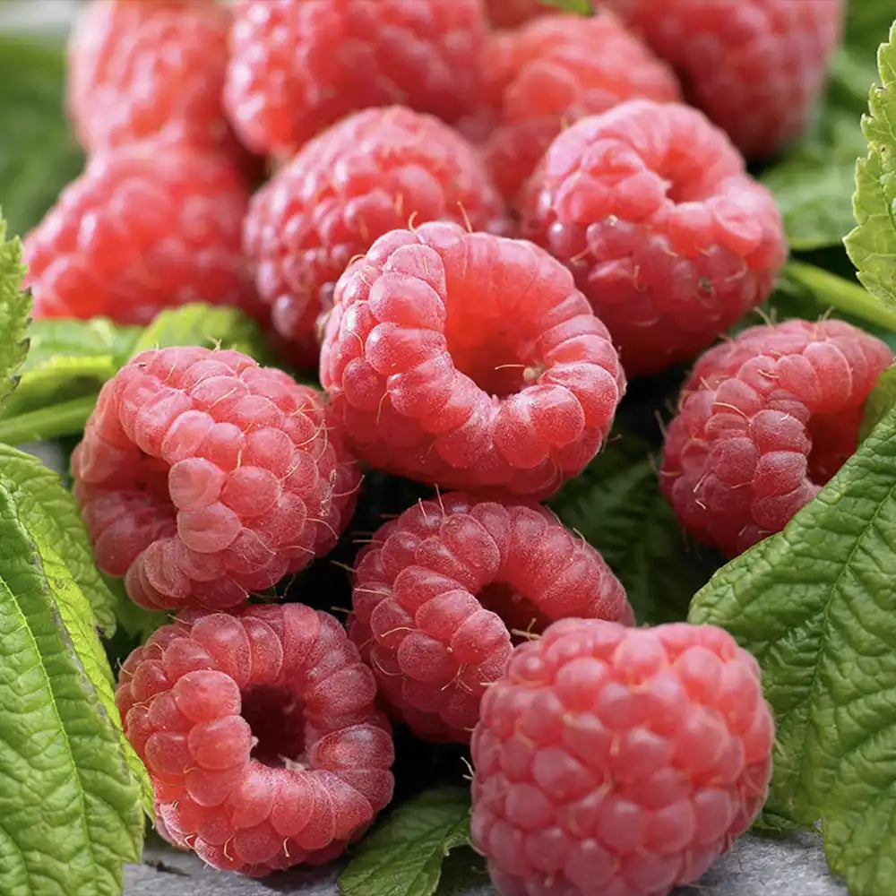 Zmeura remontanta Autumn First timpurie si productiva cu fructificare vara-toamna, an 1 pe rod