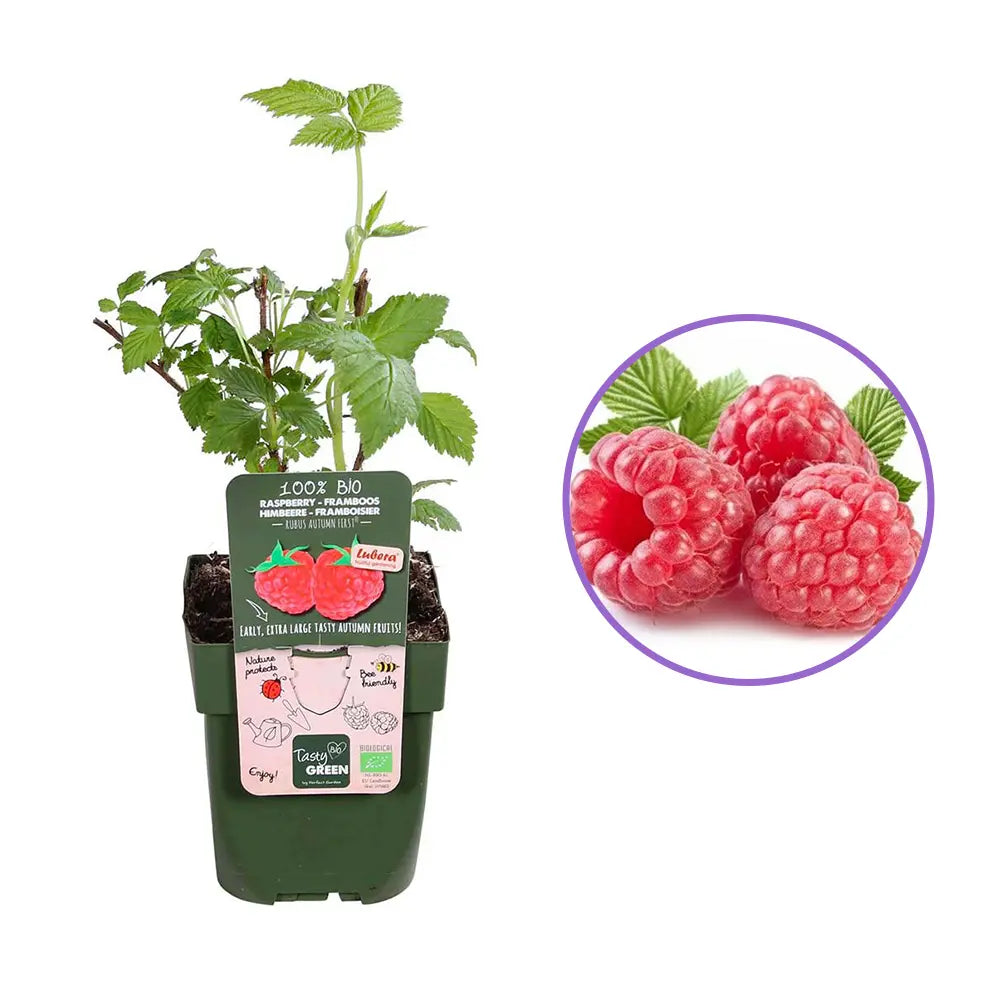 Zmeura remontanta Autumn First timpurie si productiva cu fructificare vara-toamna, an 1 pe rod