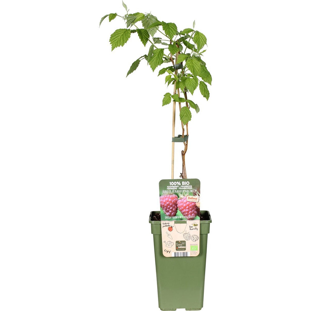 Zmeura Naschmich cu gust dulce-acrisor si productie ridicata in gradina, an 1 pe rod