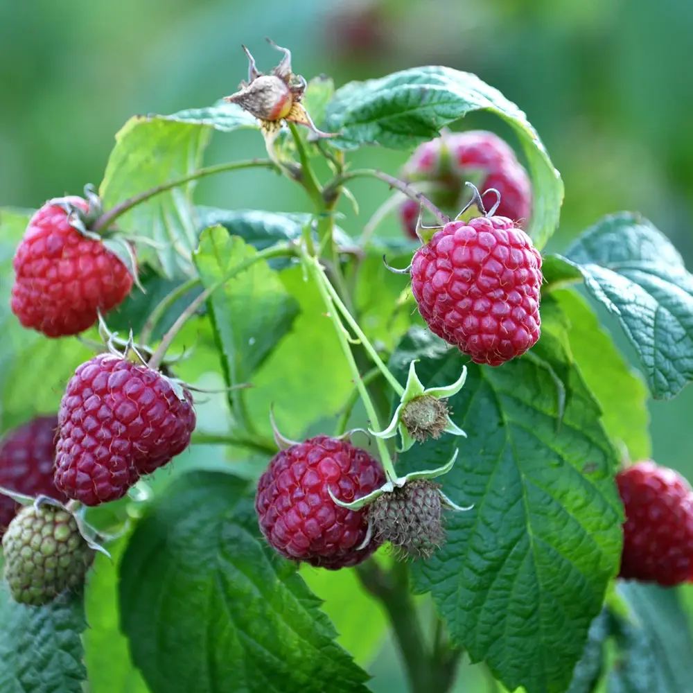 Zmeura Naschmich cu gust dulce-acrisor si productie ridicata in gradina, an 1 pe rod