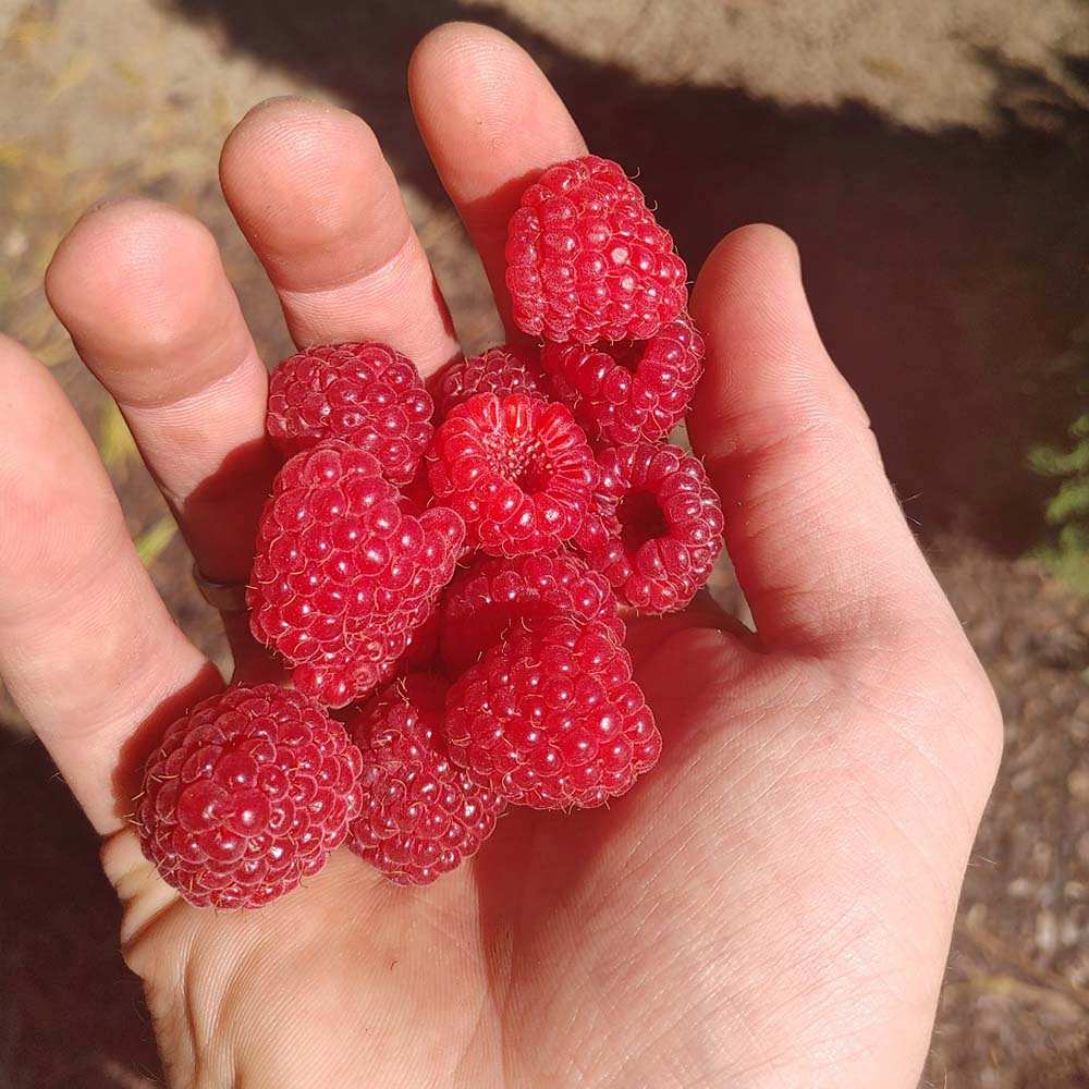 Zmeura Naschmich cu gust dulce-acrisor si productie ridicata in gradina, an 1 pe rod