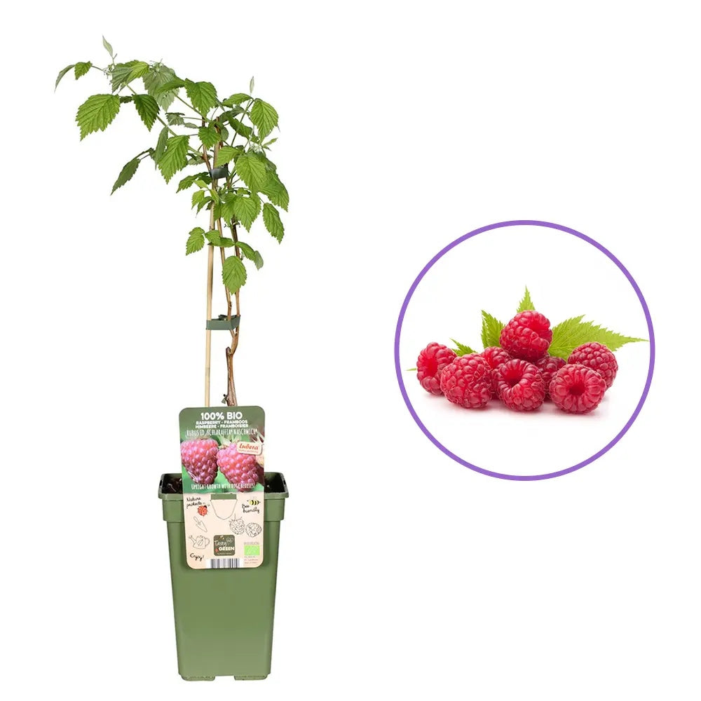 Zmeura Naschmich cu gust dulce-acrisor si productie ridicata in gradina, an 1 pe rod