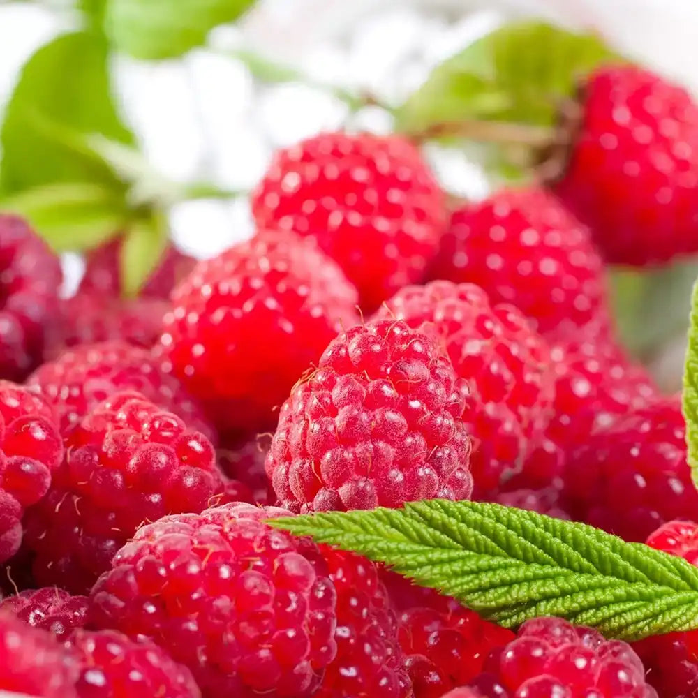 Zmeura Ottawa timpurie si rezistenta cu fructe rosii mari si ferme, an 1 pe rod