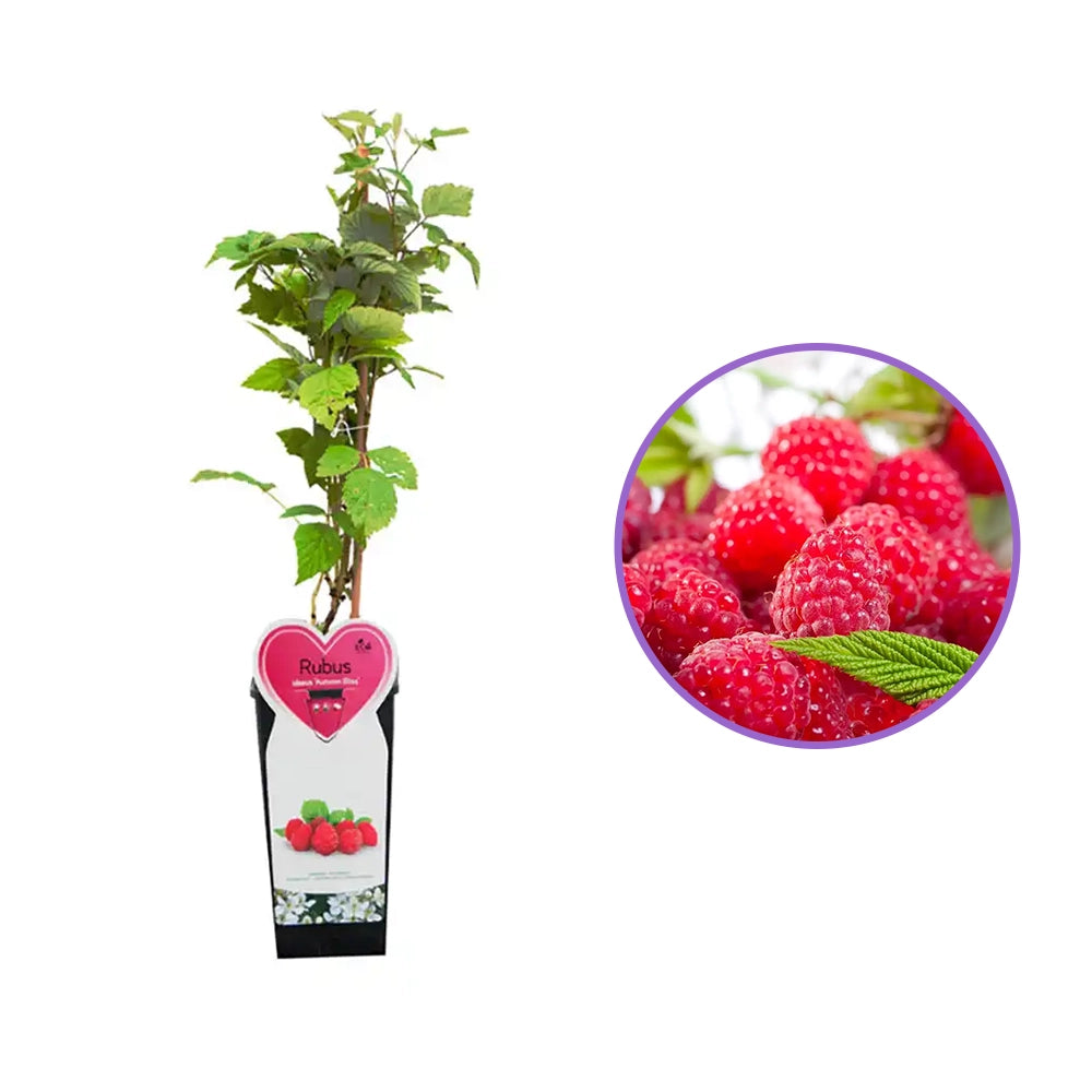 Zmeura Ottawa timpurie si rezistenta cu fructe rosii mari si ferme, an 1 pe rod