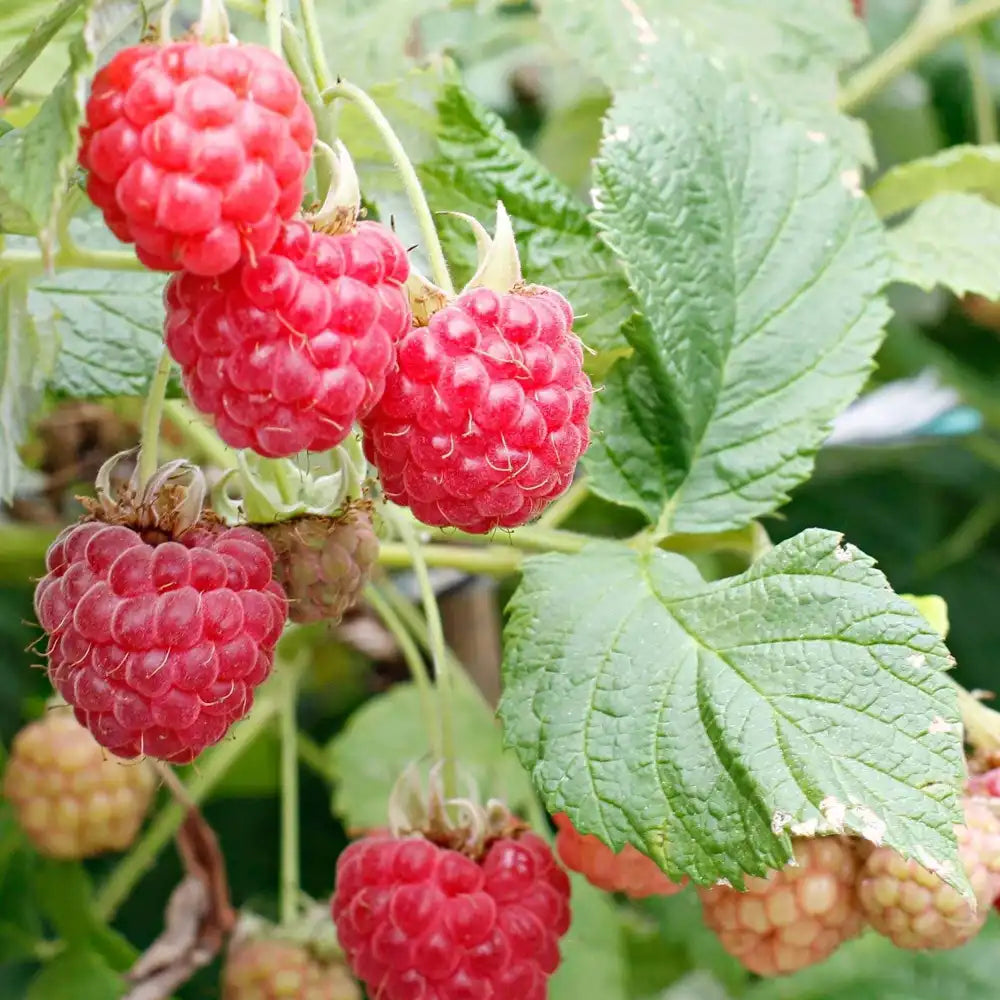 Zmeura Sweet Sister productiva si aromata, ideala pentru gradina de acasa, an 1 pe rod