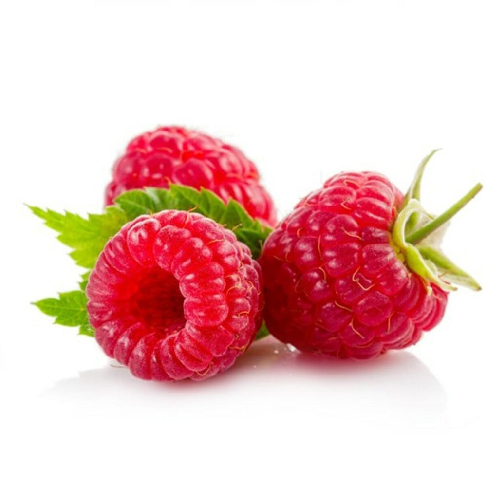 Zmeura Zefa 3 timpurie si rezistenta cu fructe aromate si lastari vigurosi, an 1 pe rod