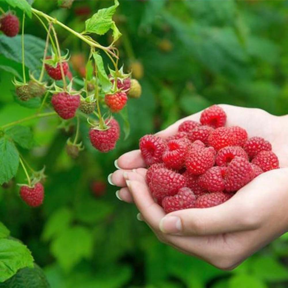 Zmeura Zefa 3 timpurie si rezistenta cu fructe aromate si lastari vigurosi, an 1 pe rod