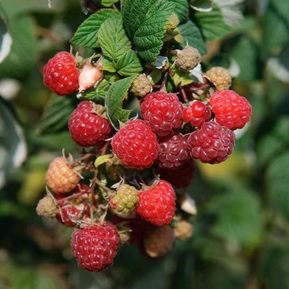 Zmeura Zefa 3 timpurie si rezistenta cu fructe aromate si lastari vigurosi, an 1 pe rod