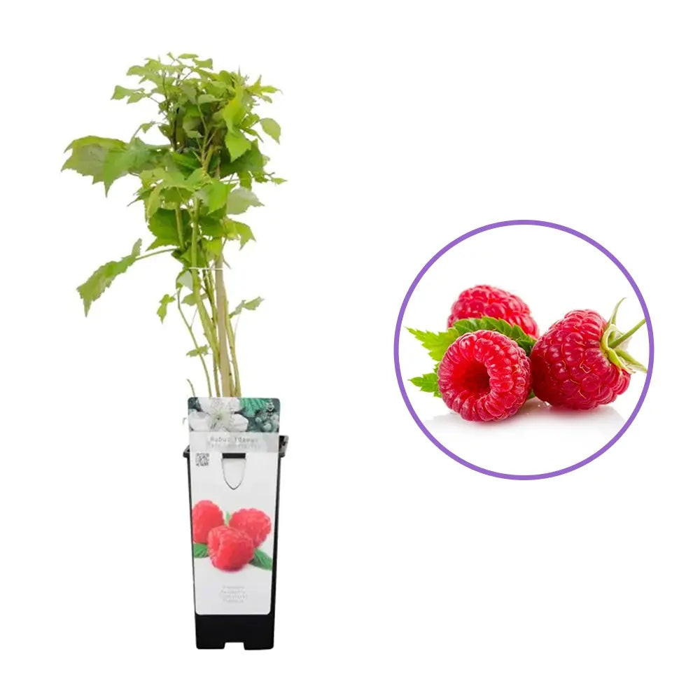 Zmeura Zefa 3 timpurie si rezistenta cu fructe aromate si lastari vigurosi, an 1 pe rod